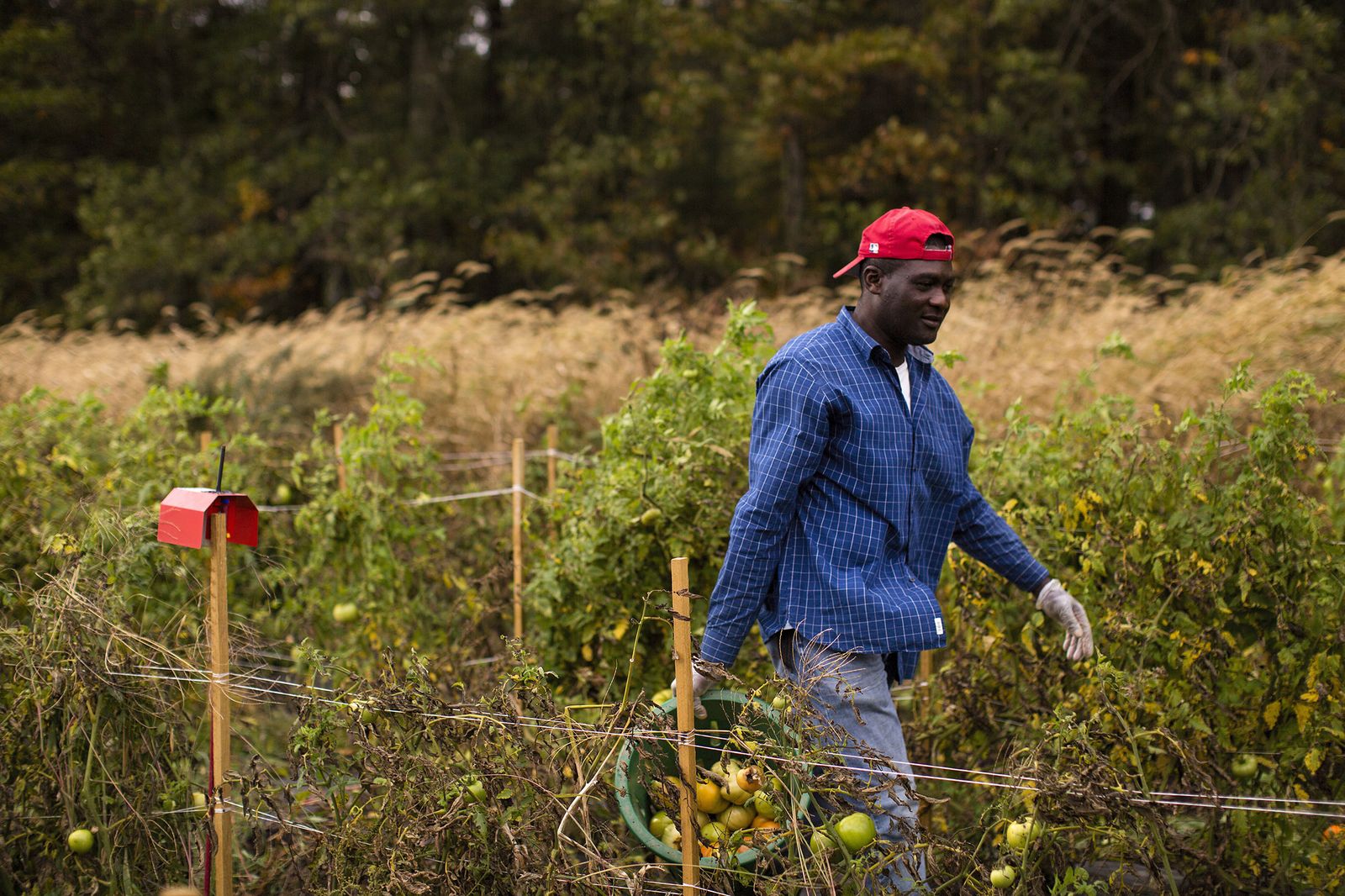 Someone Figured Out How to Put Tomatoes on a Blockchain - Bloomberg